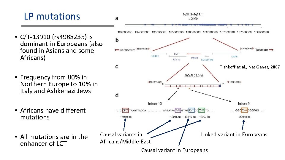 LP mutations • C/T-13910 (rs 4988235) is dominant in Europeans (also found in Asians LP mutations • C/T-13910 (rs 4988235) is dominant in Europeans (also found in Asians