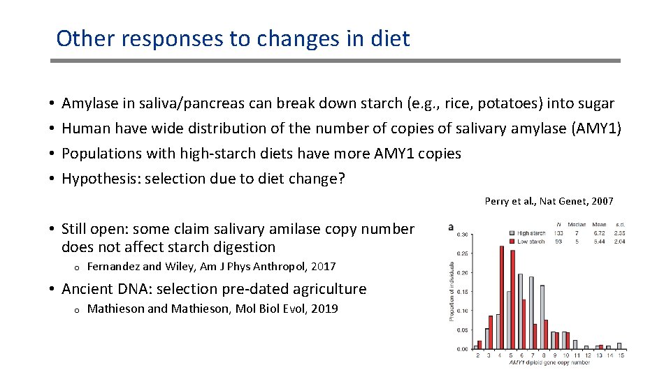 Other responses to changes in diet • • Amylase in saliva/pancreas can break down Other responses to changes in diet • • Amylase in saliva/pancreas can break down