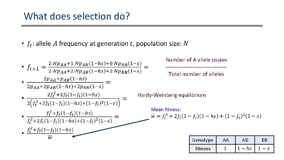 What does selection do? • Number of A allele copies -----------------Total number of alleles What does selection do? • Number of A allele copies -----------------Total number of alleles