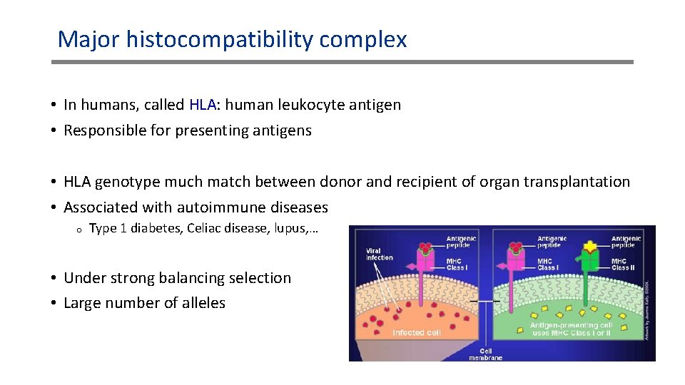 Major histocompatibility complex • In humans, called HLA: human leukocyte antigen • Responsible for Major histocompatibility complex • In humans, called HLA: human leukocyte antigen • Responsible for