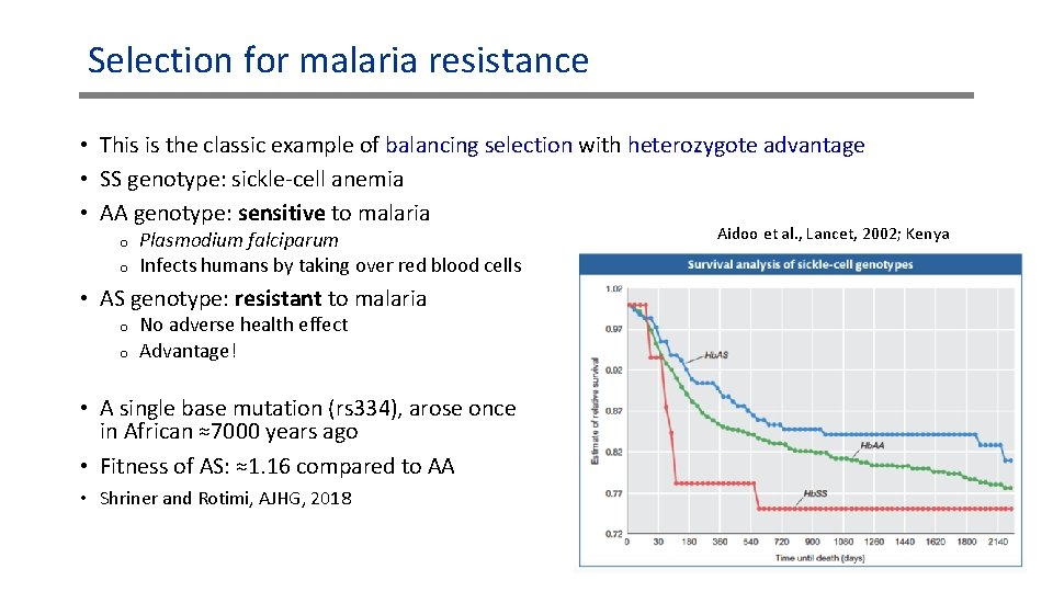 Selection for malaria resistance • This is the classic example of balancing selection with Selection for malaria resistance • This is the classic example of balancing selection with