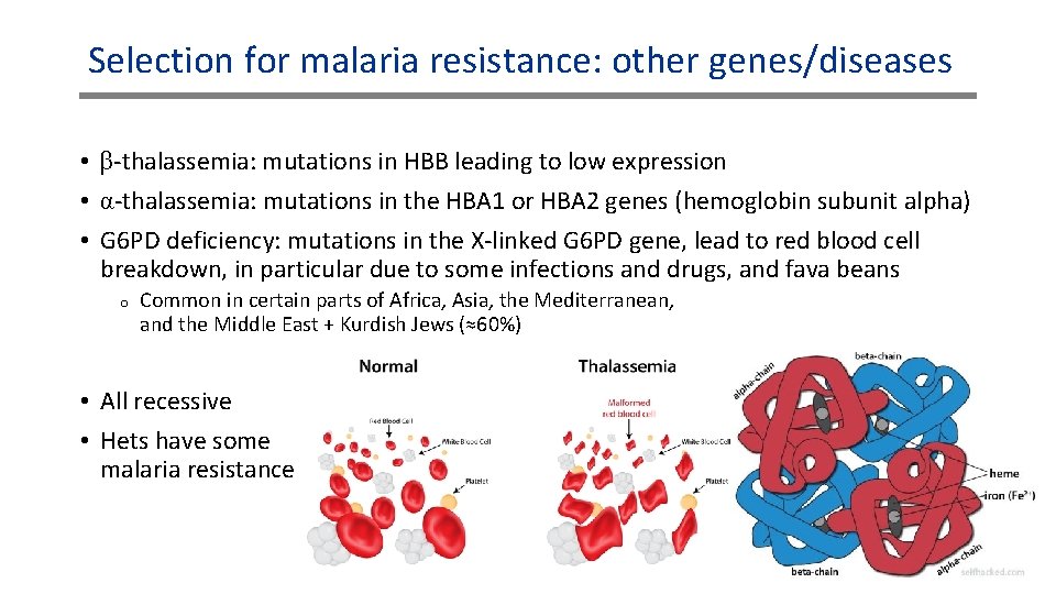 Selection for malaria resistance: other genes/diseases • β-thalassemia: mutations in HBB leading to low Selection for malaria resistance: other genes/diseases • β-thalassemia: mutations in HBB leading to low