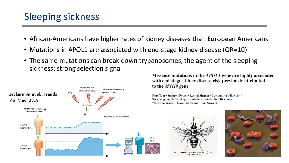 Sleeping sickness • African-Americans have higher rates of kidney diseases than European Americans • Sleeping sickness • African-Americans have higher rates of kidney diseases than European Americans •