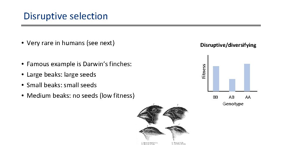Disruptive selection • • Famous example is Darwin’s finches: Large beaks: large seeds Small Disruptive selection • • Famous example is Darwin’s finches: Large beaks: large seeds Small