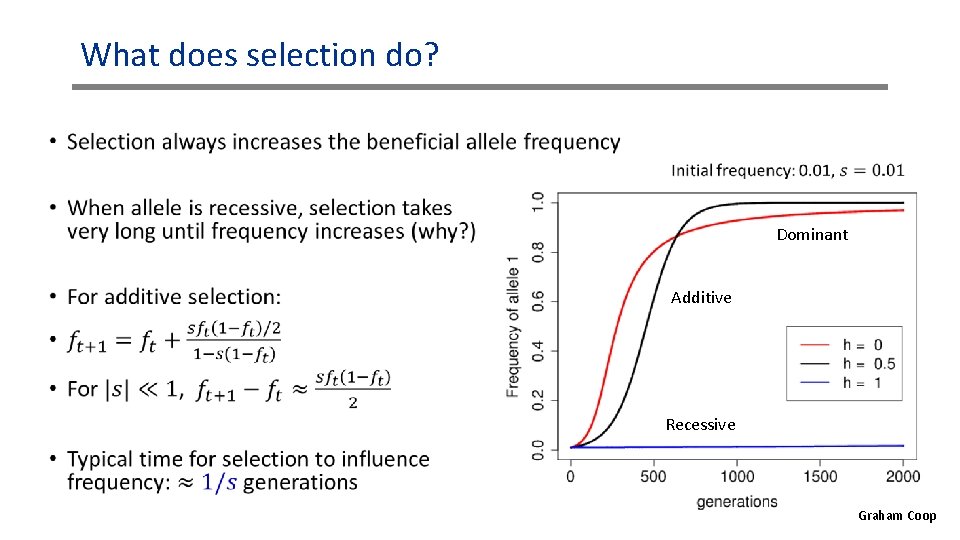 What does selection do? • Dominant Additive Recessive Graham Coop What does selection do? • Dominant Additive Recessive Graham Coop