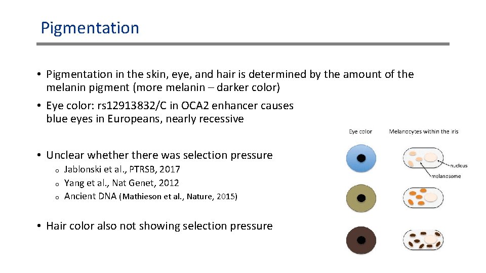 Pigmentation • Pigmentation in the skin, eye, and hair is determined by the amount Pigmentation • Pigmentation in the skin, eye, and hair is determined by the amount