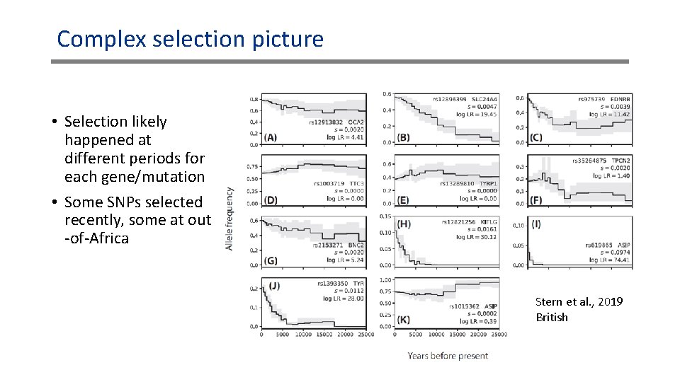 Complex selection picture • Selection likely happened at different periods for each gene/mutation • Complex selection picture • Selection likely happened at different periods for each gene/mutation •