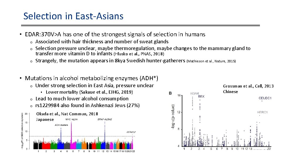 Selection in East-Asians • EDAR: 370 V>A has one of the strongest signals of Selection in East-Asians • EDAR: 370 V>A has one of the strongest signals of