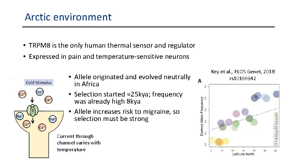Arctic environment • TRPM 8 is the only human thermal sensor and regulator • Arctic environment • TRPM 8 is the only human thermal sensor and regulator •