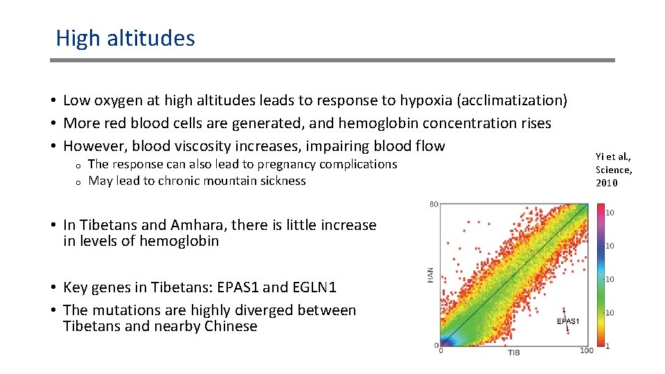 High altitudes • Low oxygen at high altitudes leads to response to hypoxia (acclimatization) High altitudes • Low oxygen at high altitudes leads to response to hypoxia (acclimatization)