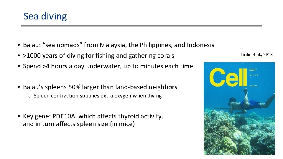 Sea diving • Bajau: “sea nomads” from Malaysia, the Philippines, and Indonesia • >1000 Sea diving • Bajau: “sea nomads” from Malaysia, the Philippines, and Indonesia • >1000