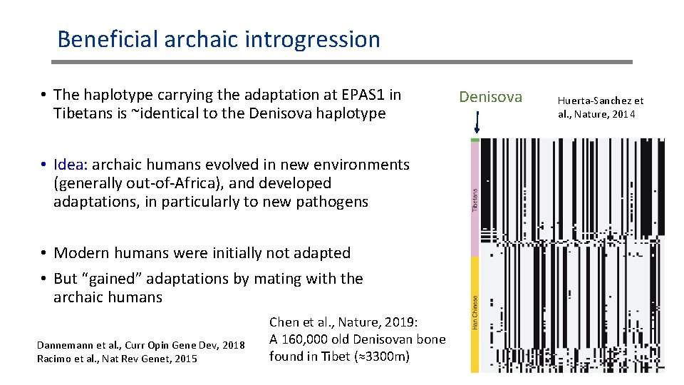 Beneficial archaic introgression • The haplotype carrying the adaptation at EPAS 1 in Tibetans Beneficial archaic introgression • The haplotype carrying the adaptation at EPAS 1 in Tibetans