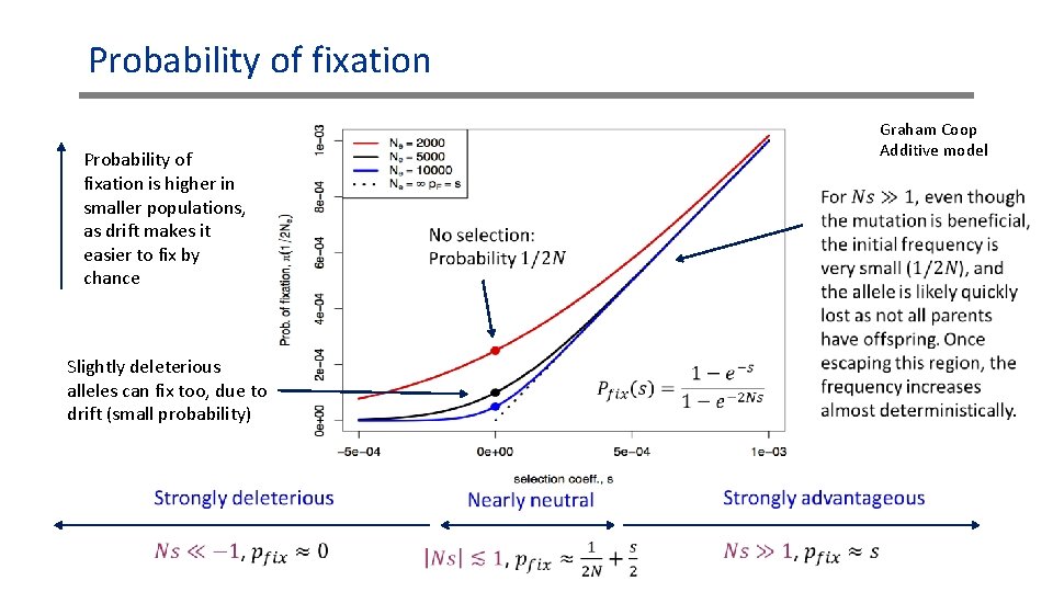 Probability of fixation is higher in smaller populations, as drift makes it easier to Probability of fixation is higher in smaller populations, as drift makes it easier to