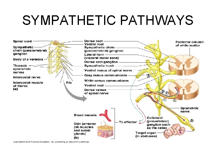 THE AUTONOMIC NERVOUS SYSTEM INTRODUCTION ANS in the
