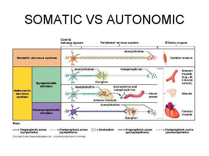 THE AUTONOMIC NERVOUS SYSTEM INTRODUCTION ANS in the