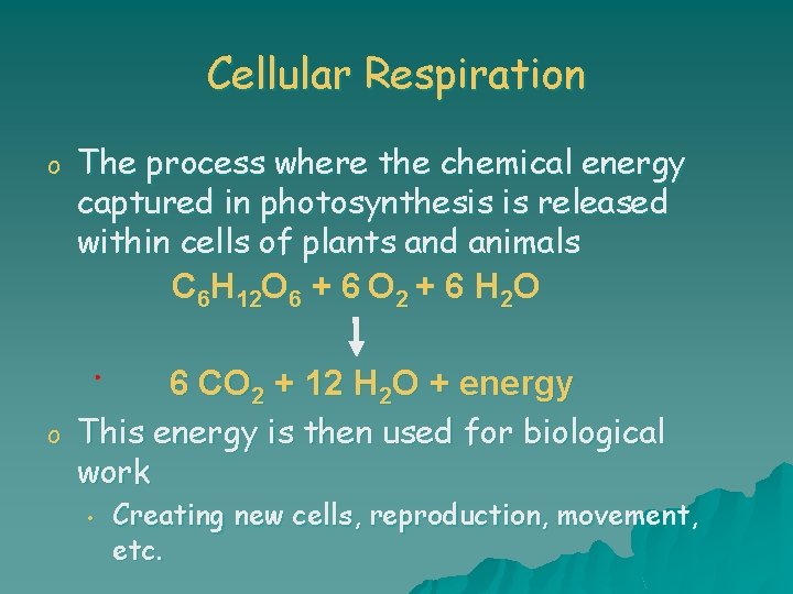 Cellular Respiration o The process where the chemical energy captured in photosynthesis is released