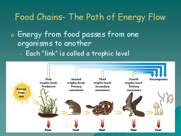 Food Chains- The Path of Energy Flow o Energy from food passes from one