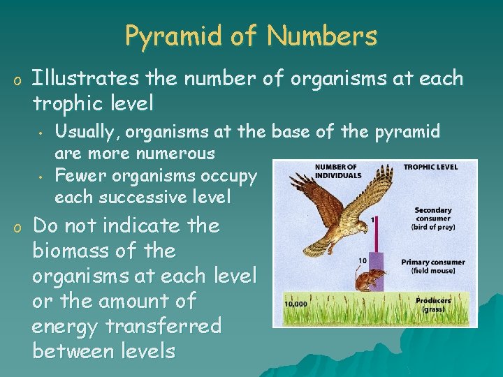 Pyramid of Numbers o Illustrates the number of organisms at each trophic level •