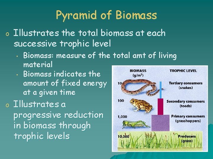 Pyramid of Biomass o Illustrates the total biomass at each successive trophic level •