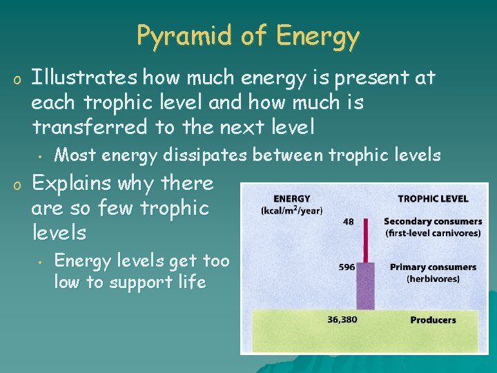 Pyramid of Energy o Illustrates how much energy is present at each trophic level