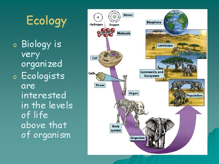 Ecology o o Biology is very organized Ecologists are interested in the levels of