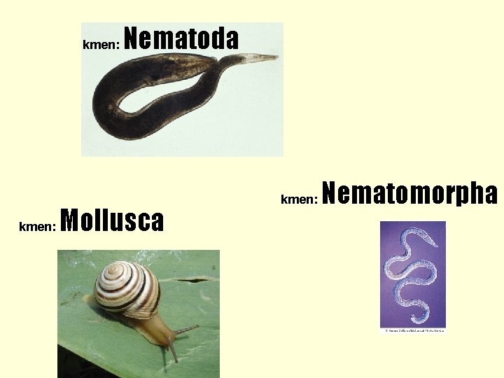 kmen: Nematoda Mollusca kmen: Nematomorpha 