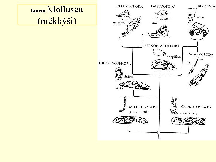 Mollusca (měkkýši) kmen: 