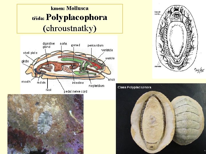 kmen: Mollusca Polyplacophora (chroustnatky) třída: 