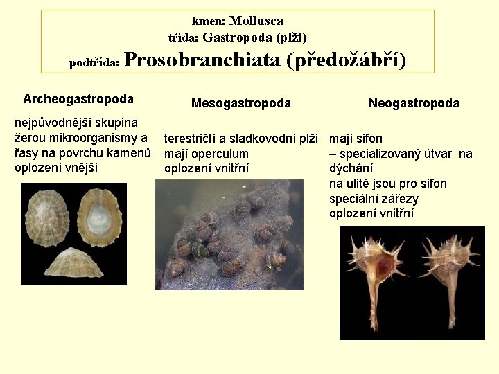 kmen: Mollusca třída: Gastropoda (plži) podtřída: Prosobranchiata (předožábří) Archeogastropoda nejpůvodnější skupina žerou mikroorganismy a