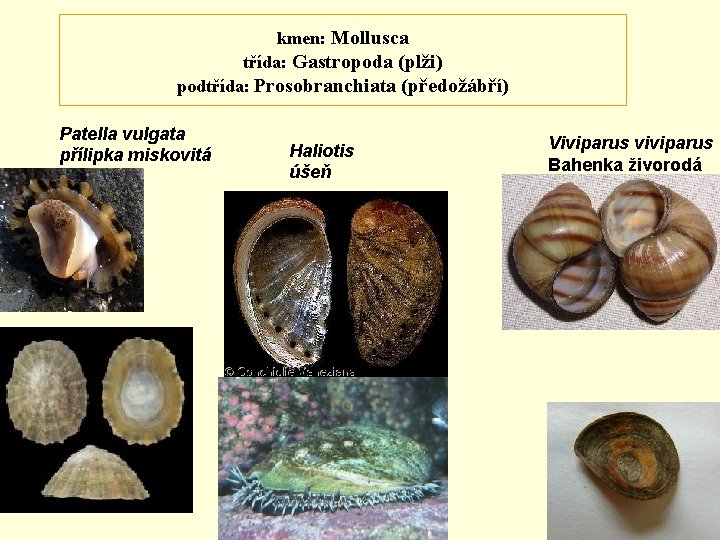 kmen: Mollusca třída: Gastropoda (plži) podtřída: Prosobranchiata (předožábří) Patella vulgata přílipka miskovitá Haliotis úšeň