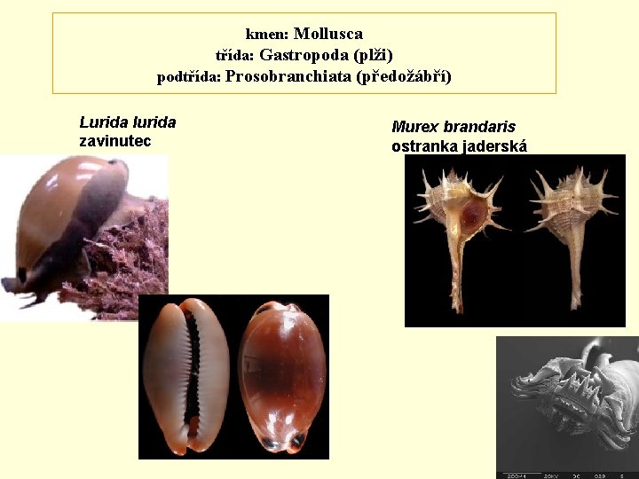 kmen: Mollusca třída: Gastropoda (plži) podtřída: Prosobranchiata (předožábří) Lurida lurida zavinutec Murex brandaris ostranka