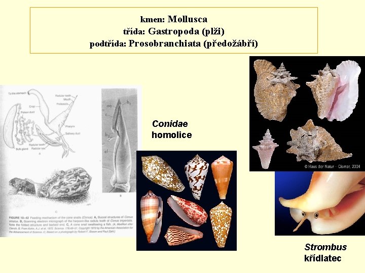 kmen: Mollusca třída: Gastropoda (plži) podtřída: Prosobranchiata (předožábří) Conidae homolice Strombus křídlatec 