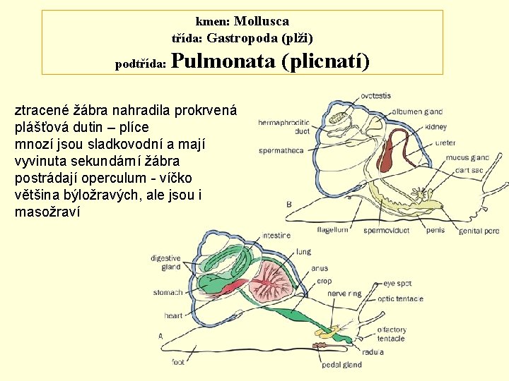 kmen: Mollusca třída: Gastropoda (plži) podtřída: Pulmonata (plicnatí) ztracené žábra nahradila prokrvená plášťová dutin