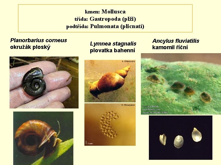 kmen: Mollusca třída: Gastropoda (plži) podtřída: Pulmonata (plicnatí) Planorbarius corneus okružák ploský Lymnea stagnalis