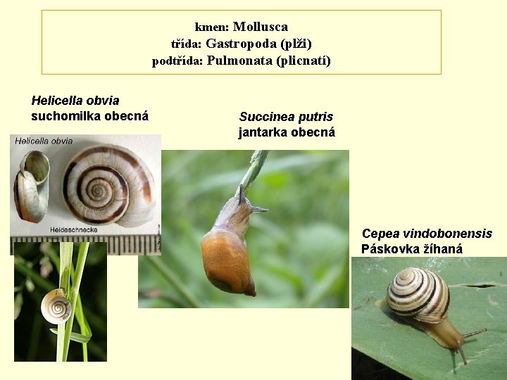 kmen: Mollusca třída: Gastropoda (plži) podtřída: Pulmonata (plicnatí) Helicella obvia suchomilka obecná Succinea putris