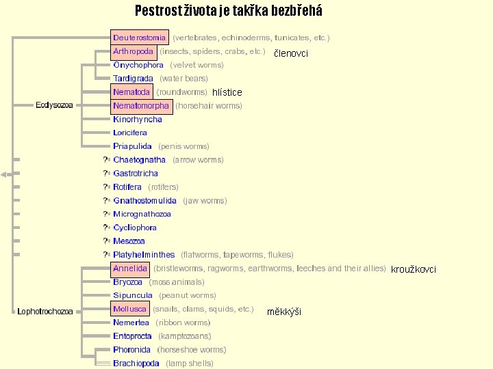 Pestrost života je takřka bezbřehá členovci hlístice kroužkovci měkkýši 