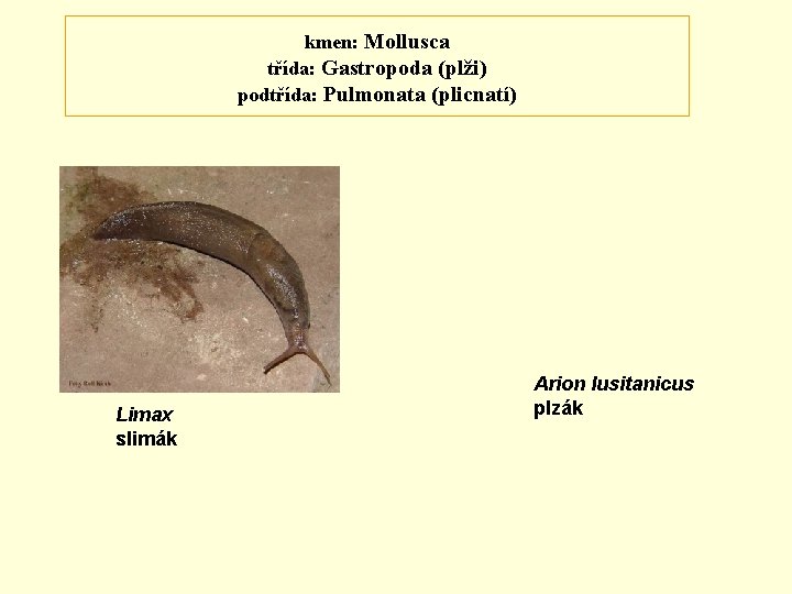 kmen: Mollusca třída: Gastropoda (plži) podtřída: Pulmonata (plicnatí) Limax slimák Arion lusitanicus plzák 