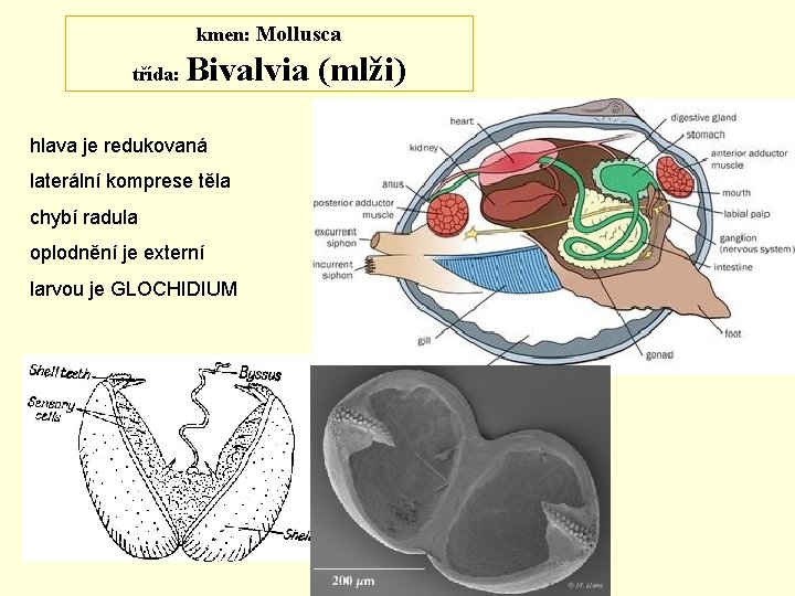 kmen: Mollusca třída: Bivalvia (mlži) hlava je redukovaná laterální komprese těla chybí radula oplodnění