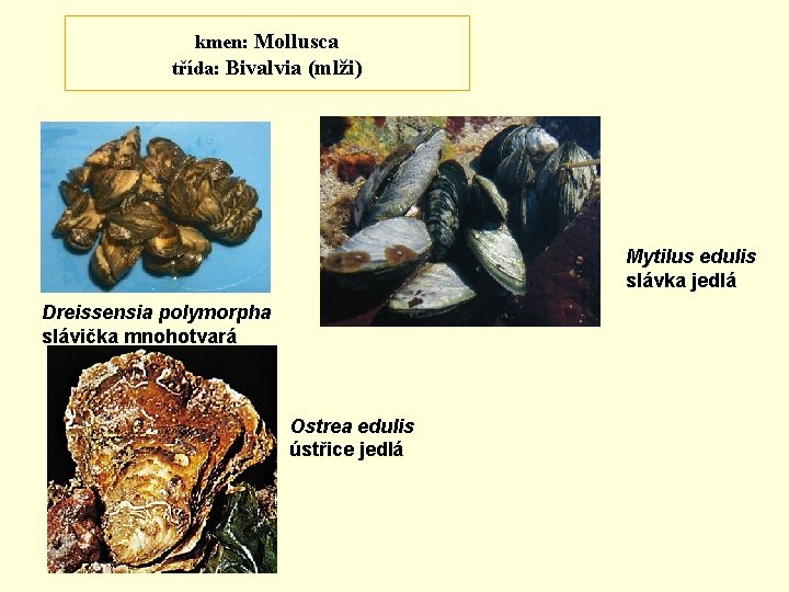 kmen: Mollusca třída: Bivalvia (mlži) Mytilus edulis slávka jedlá Dreissensia polymorpha slávička mnohotvará Ostrea