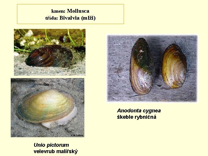 kmen: Mollusca třída: Bivalvia (mlži) Anodonta cygnea škeble rybničná Unio pictorum velevrub malířský 