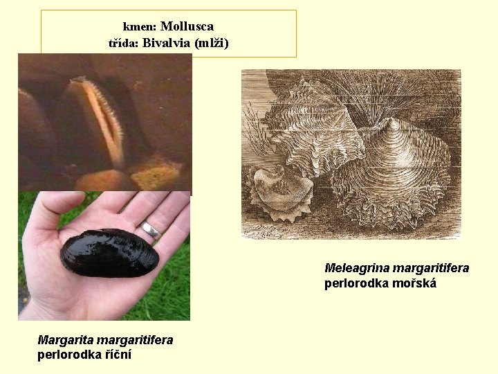 kmen: Mollusca třída: Bivalvia (mlži) Meleagrina margaritifera perlorodka mořská Margarita margaritifera perlorodka říční 