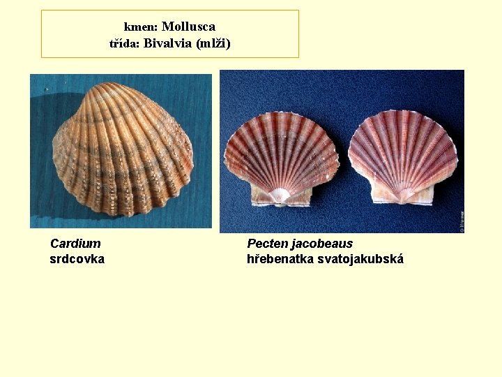 kmen: Mollusca třída: Bivalvia (mlži) Cardium srdcovka Pecten jacobeaus hřebenatka svatojakubská 