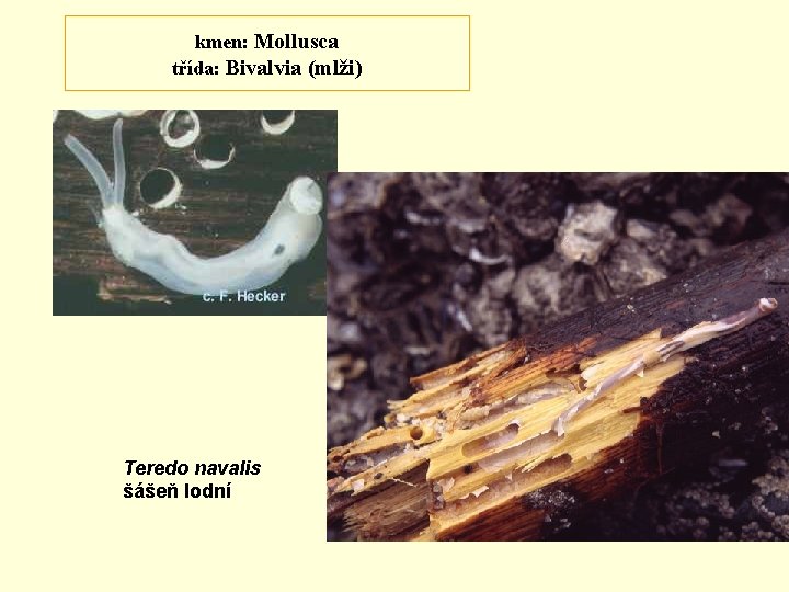 kmen: Mollusca třída: Bivalvia (mlži) Teredo navalis šášeň lodní 