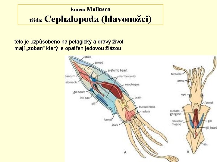 kmen: Mollusca třída: Cephalopoda (hlavonožci) tělo je uzpůsobeno na pelagický a dravý život mají