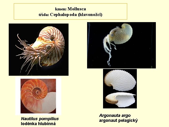 kmen: Mollusca třída: Cephalopoda (hlavonožci) Nautilus pompilius loděnka hlubinná Argonauta argonaut pelagický 