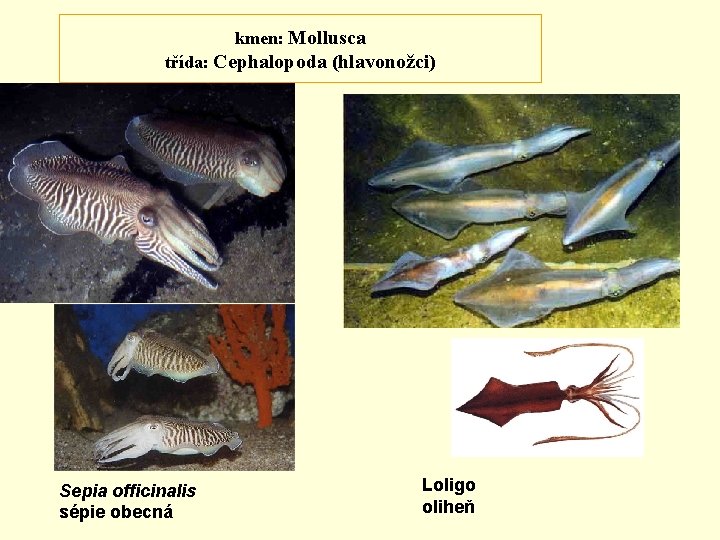 kmen: Mollusca třída: Cephalopoda (hlavonožci) Sepia officinalis sépie obecná Loligo oliheň 