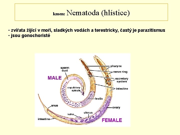 kmen: Nematoda (hlístice) • zvířata žijící v moří, sladkých vodách a terestricky, častý je