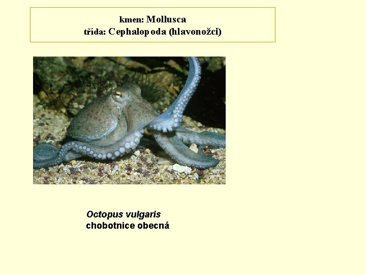 kmen: Mollusca třída: Cephalopoda (hlavonožci) Octopus vulgaris chobotnice obecná 