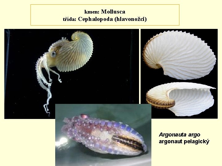 kmen: Mollusca třída: Cephalopoda (hlavonožci) Argonauta argonaut pelagický 