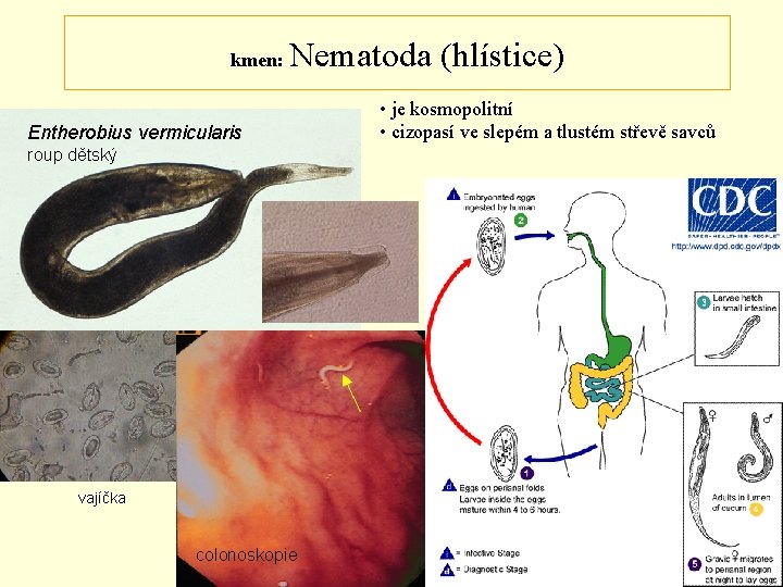 kmen: Nematoda (hlístice) Entherobius vermicularis roup dětský vajíčka colonoskopie • je kosmopolitní • cizopasí